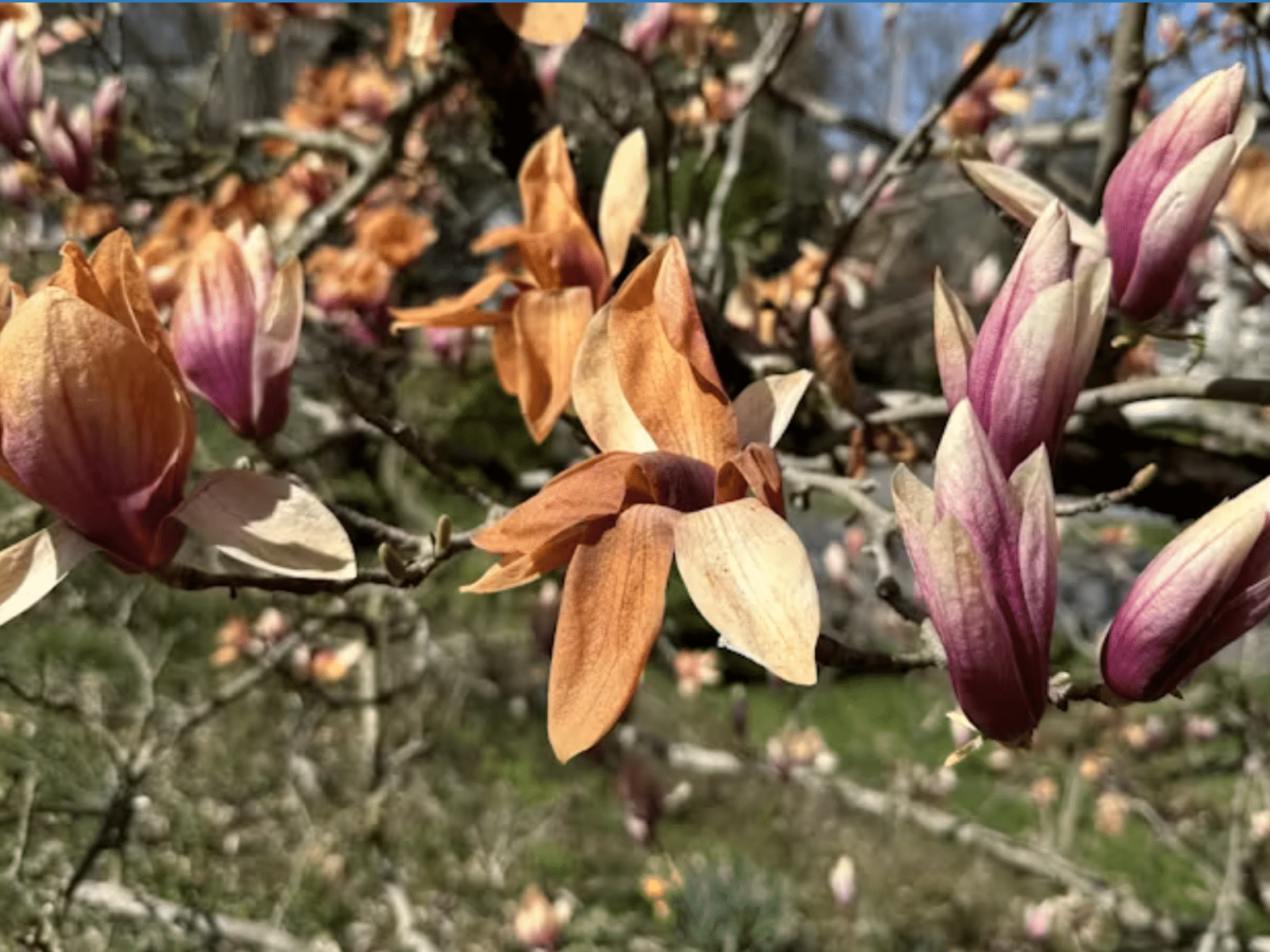 orange and pink magnolia blossoms can be endangered by warmer winter weather