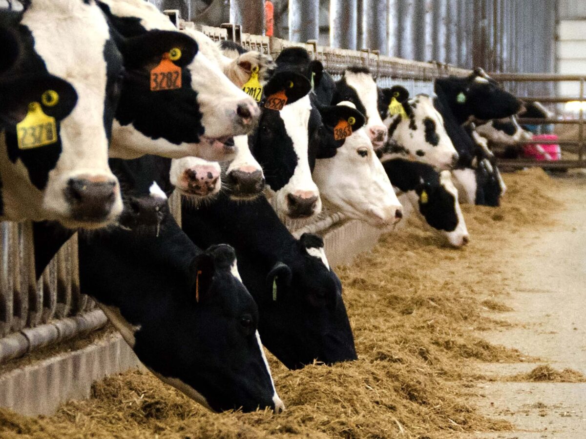 Cows with heads through gate