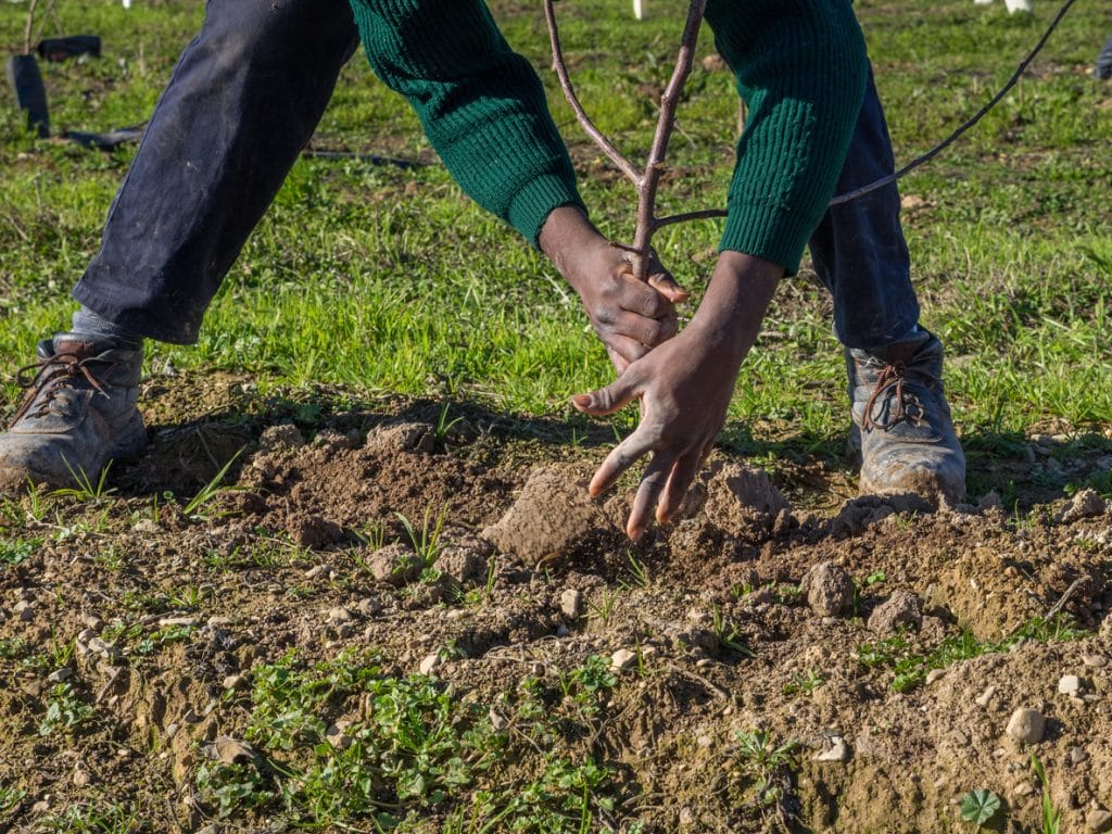 Climate resilience is illustrated in a picture of hands planting a tree