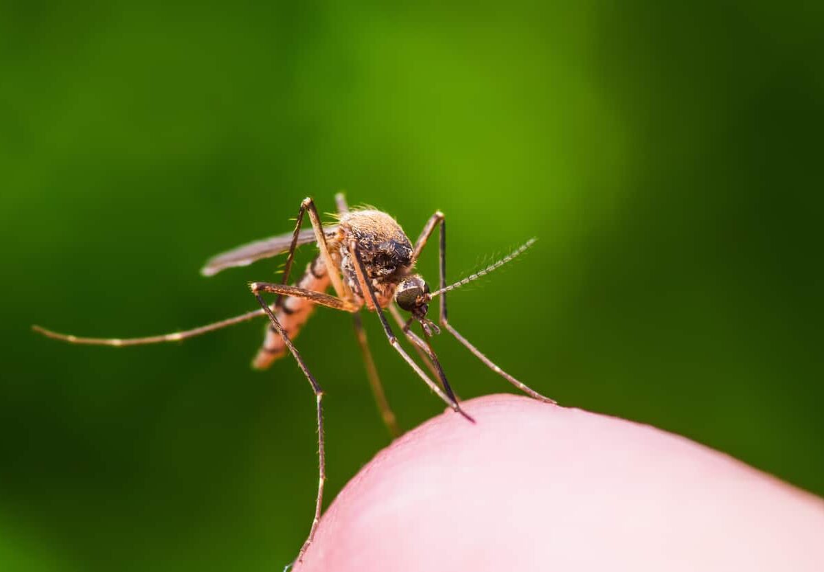 A mosquito on a finger to illustrate story on Michigan mosquito season
