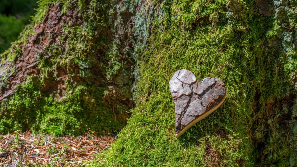A piece of bark in the shape of a heart sits on a tree in a moss covered forest.