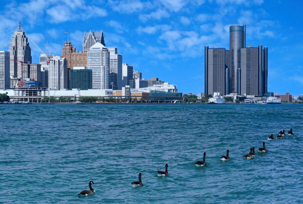 Wild geese swim on the Detroit River with the city skyline in the background