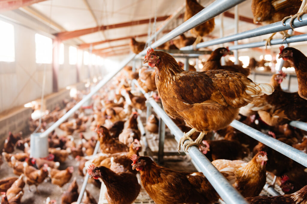Poultry farm.
