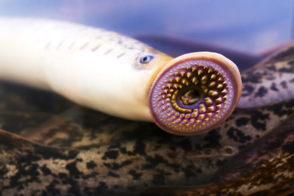 Sea lamprey