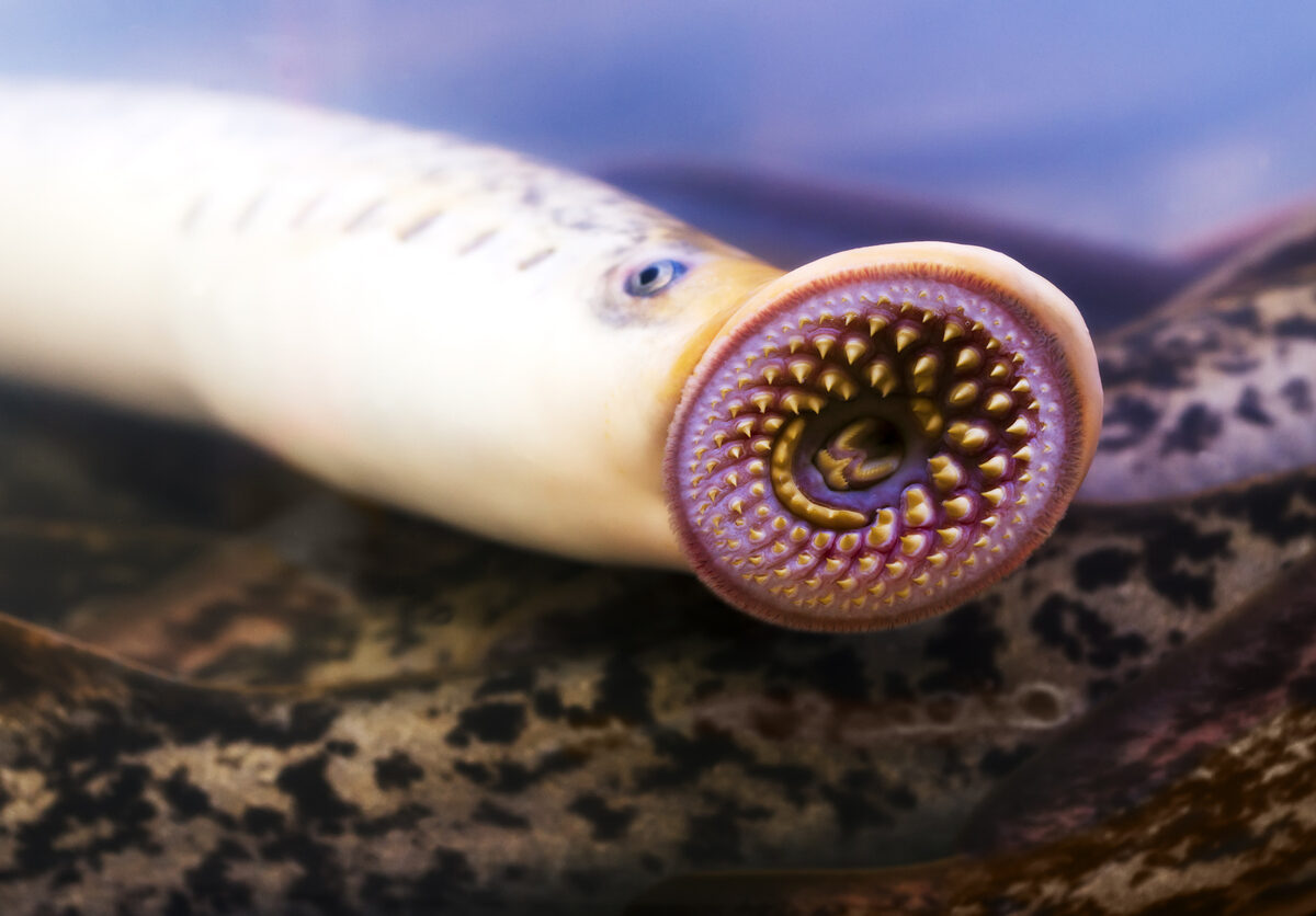 Sea lamprey
