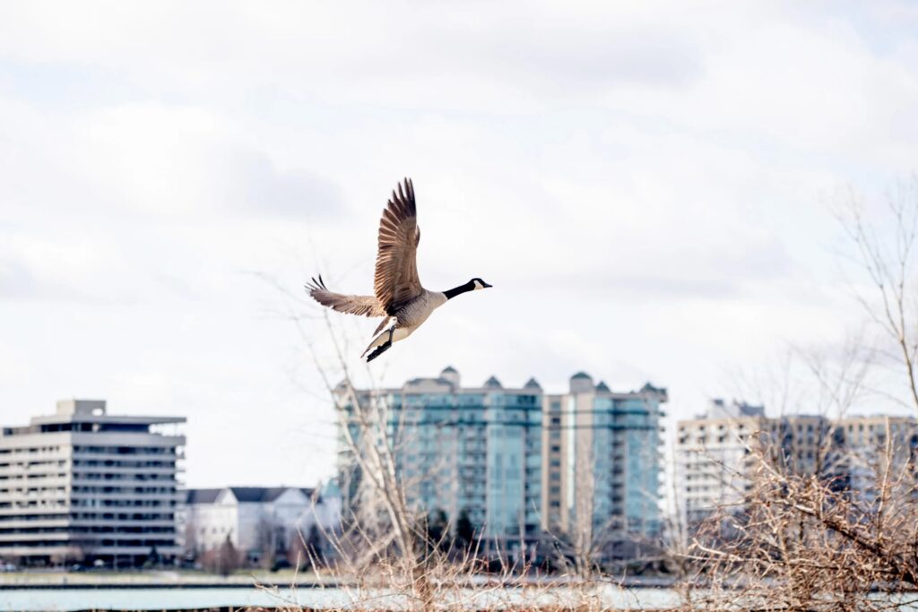 A bird in flight on Detroit's Belle Isle.