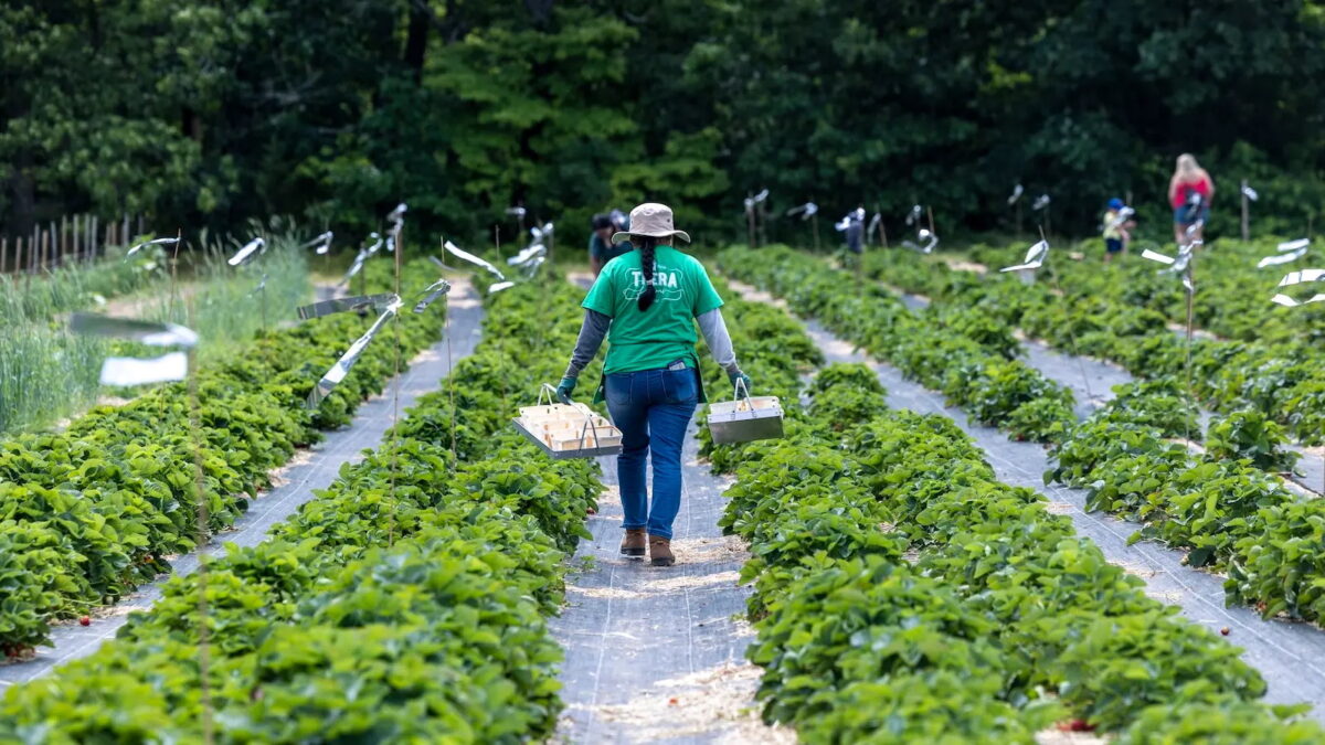 Farm in New York