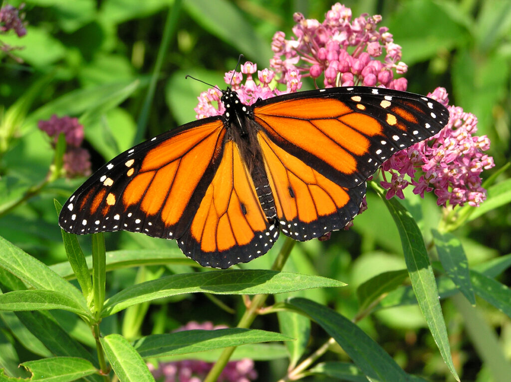 Monarch butterfly