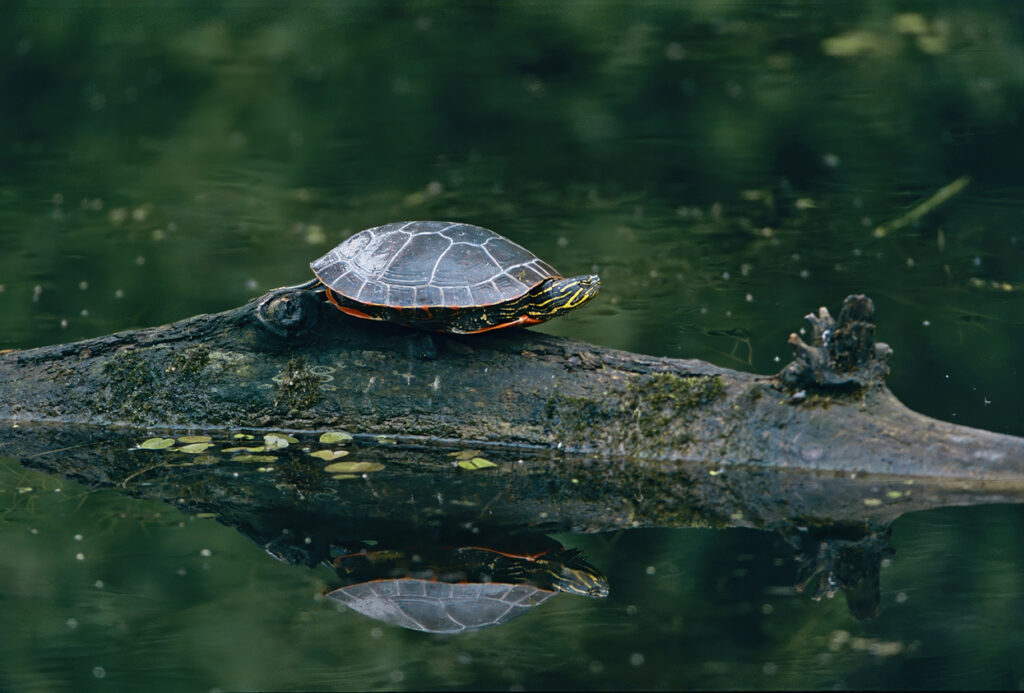 Painted turtle on a log.