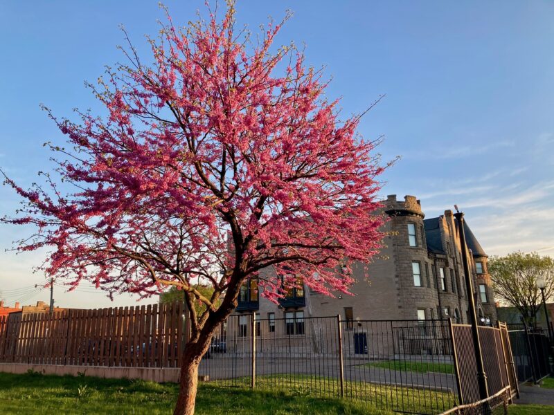 Cherry blossom tree on Detroit street