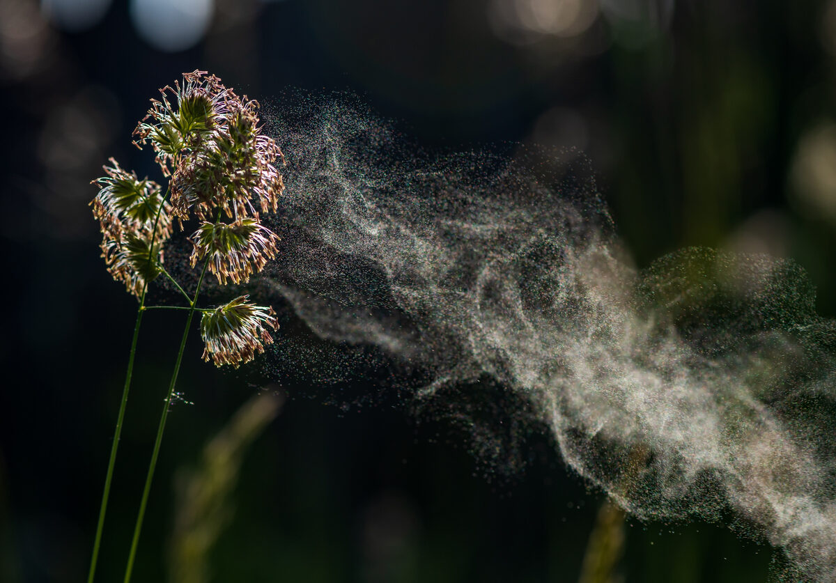 A trail of pollen being blown from cock's-foot grass