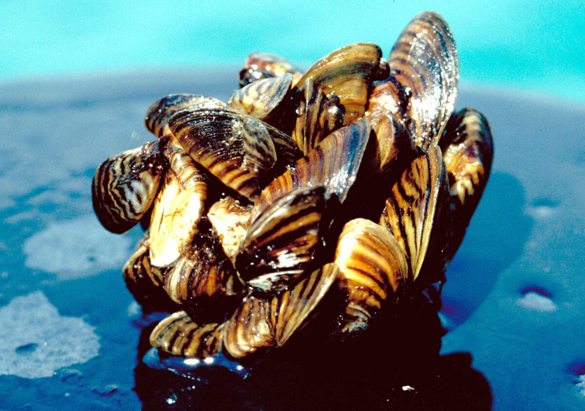 A group of zebra mussels taken from Lake Erie.
