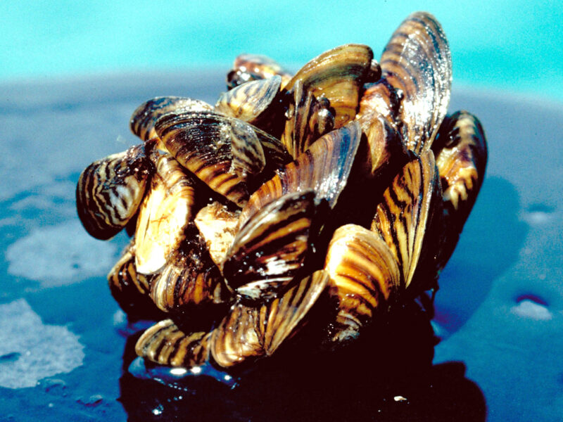 A group of zebra mussels taken from Lake Erie.