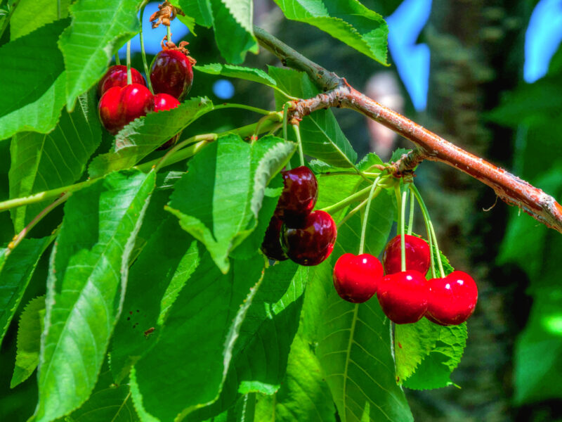 What we’re reading: Traverse City cherry harvest shrinks due to climate challenges