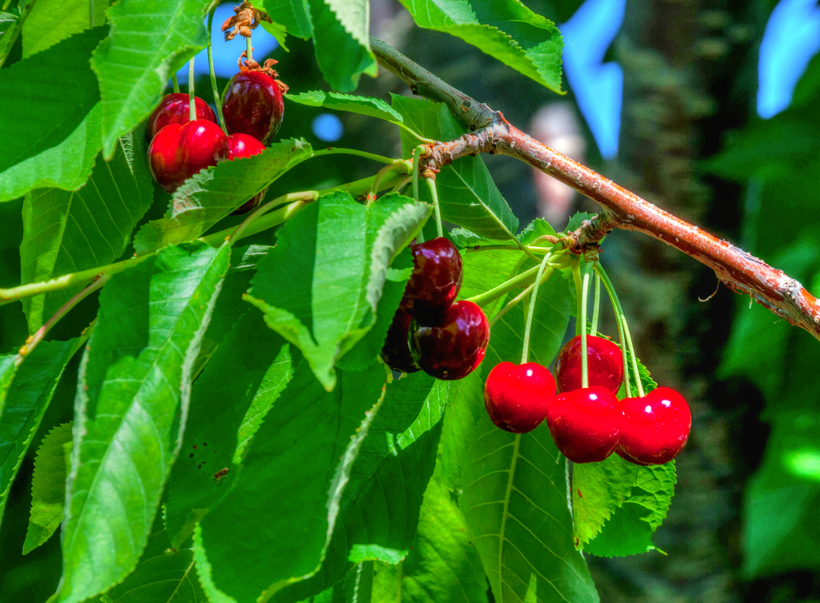 Traverse City cherries on the tree