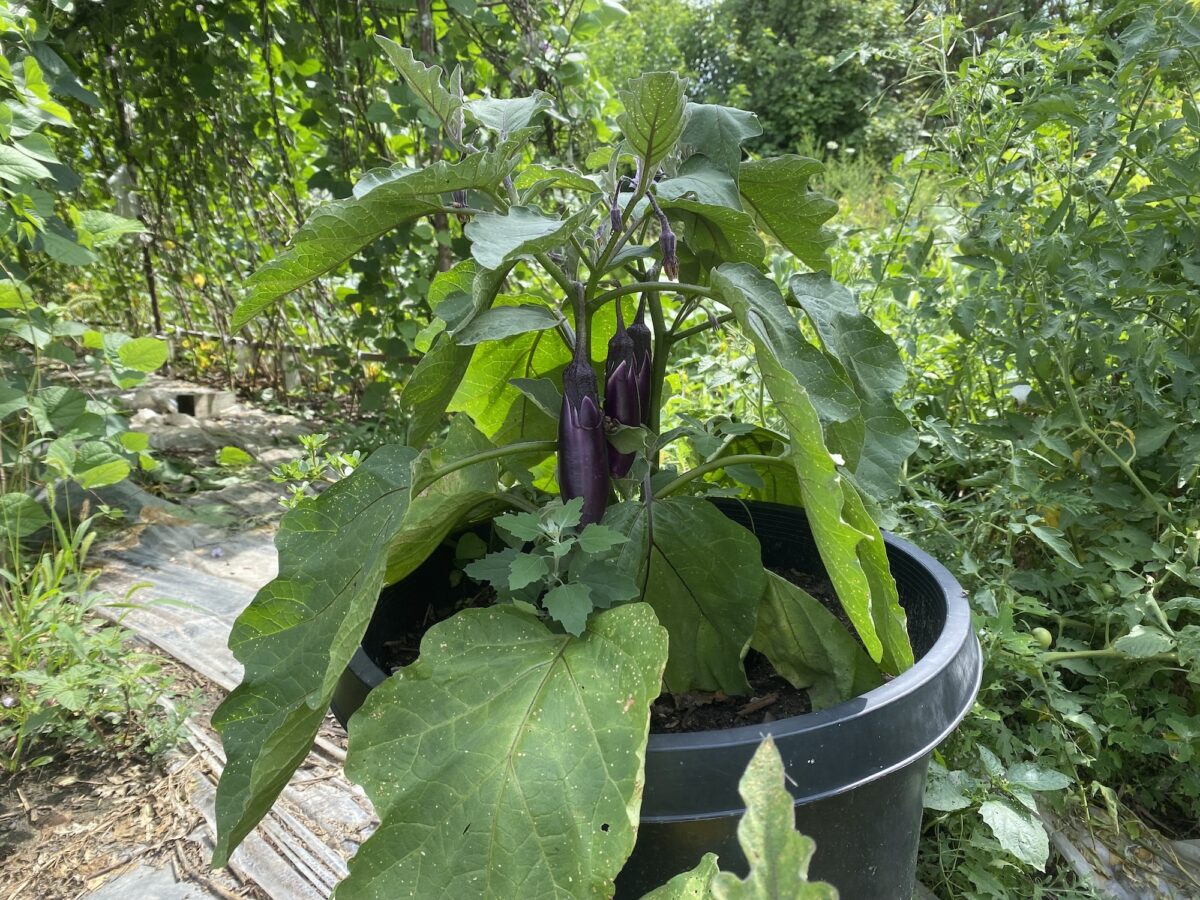 How community gardens benefit Detroit