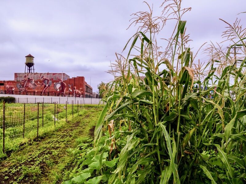 Keep Growing Detroit fundraises to buy neighboring Eastern Market property, aims for ‘food sovereign city’