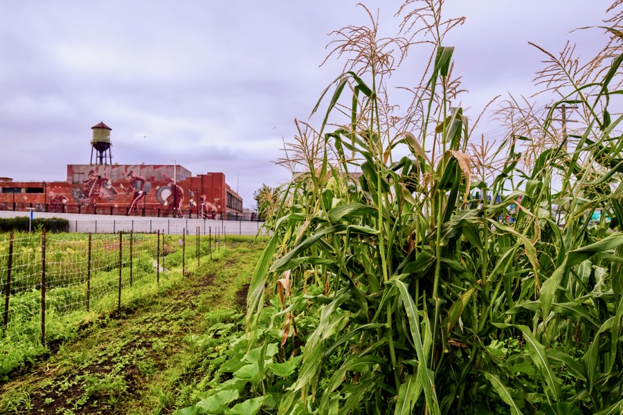 Keep Growing Detroit's farm in Eastern Market