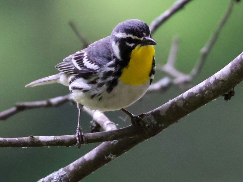 How to make fall bird migration safer in Metro Detroit