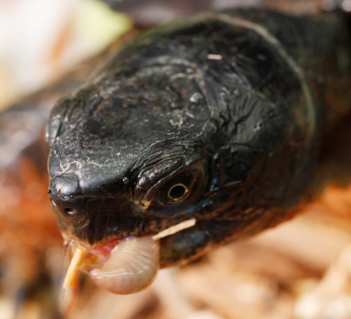 A close-up of a wood turtle eating a worm
