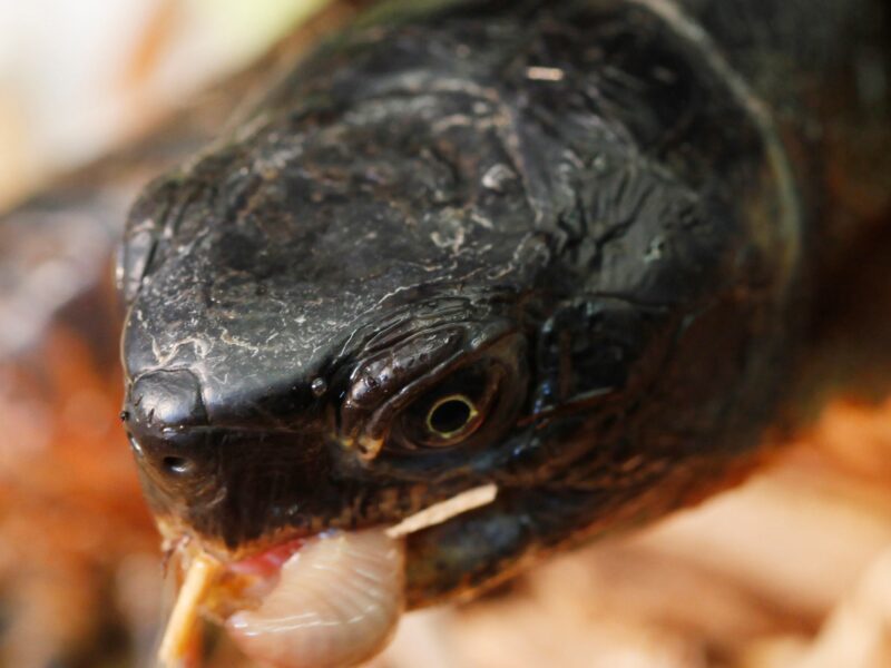A close-up of a wood turtle eating a worm