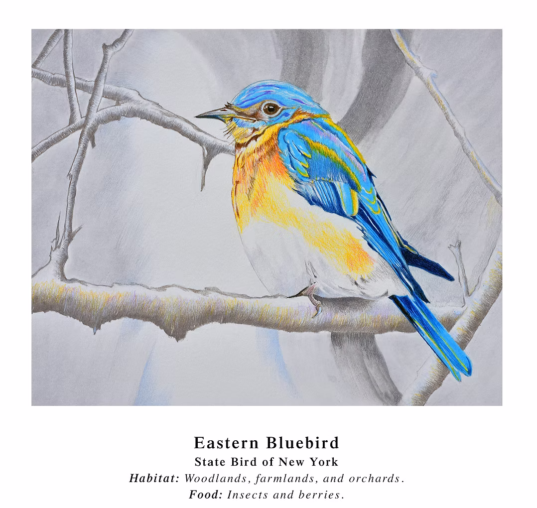 A bird illustration by Detroit artist Jim Grogan.