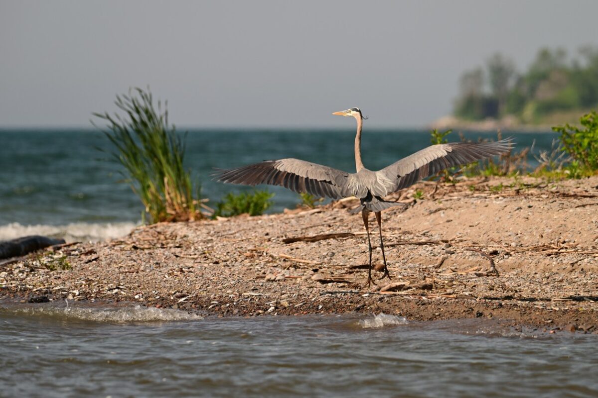 A Great Blue Heron landing on the shore of Lake Ontario.