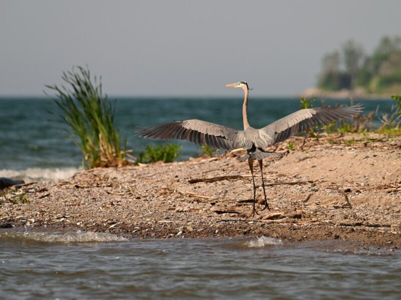 VOICES: Does Great Lakes chaos offer opportunity for a reset in 2026? 
