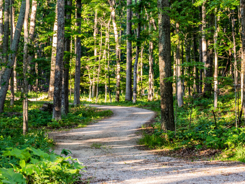 Join Us: Planet Detroit Live on the Great Northwoods and why it matters for Detroit