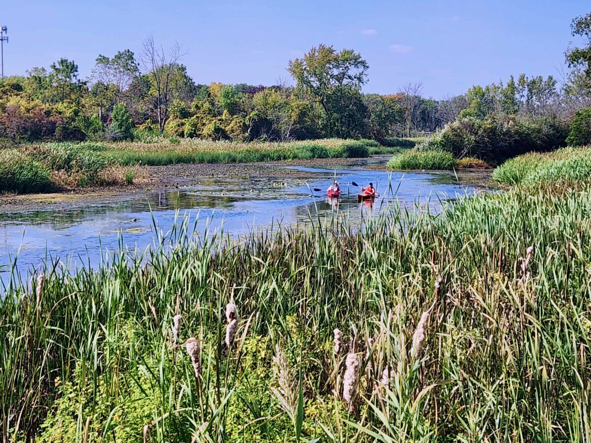 Nottawaseppi planting wild rice in Humbug Marsh.