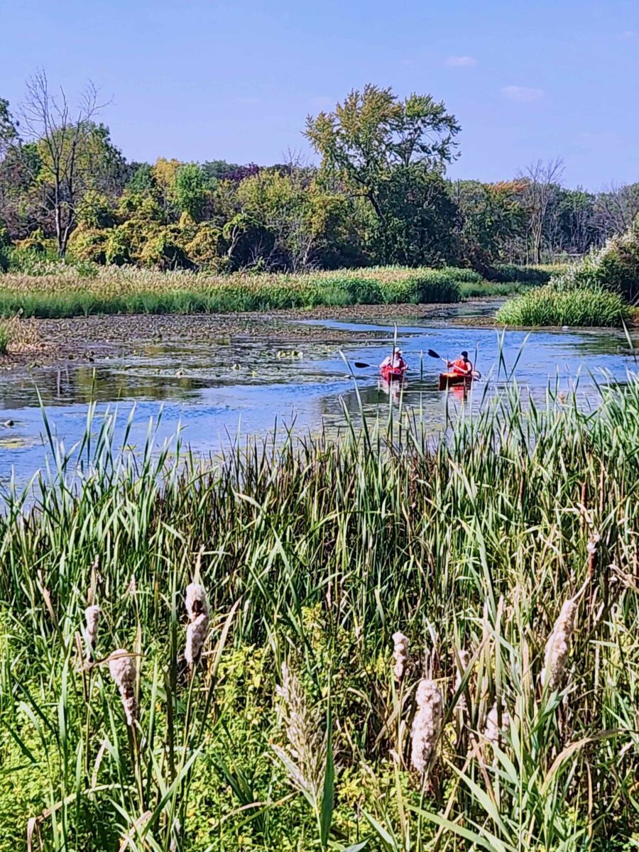 Historic wild rice restoration underway in the Detroit River: ‘Living tribute to the First Nations’