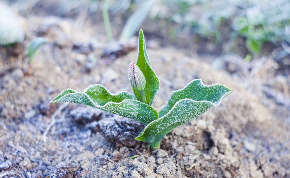 Frost on tulip