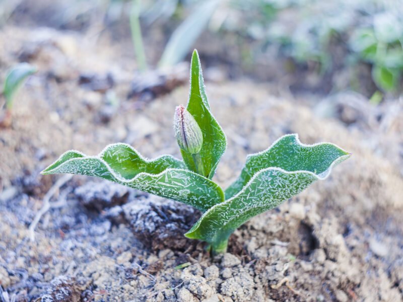 Michigan environmental news: Spring takes harsh turn