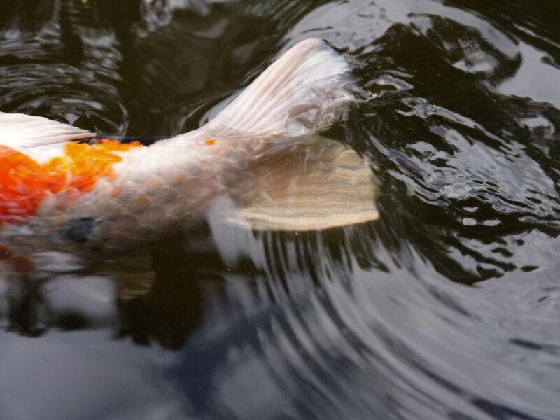 Michigan environmental news: Where did Belle Isle’s koi fish go?