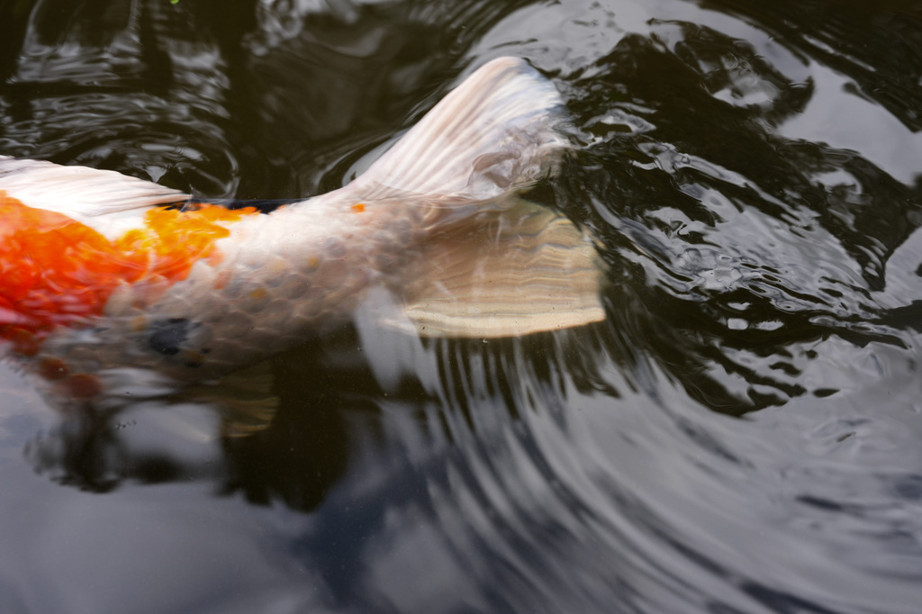 A koi fish swims at the Portland Japanese Garden