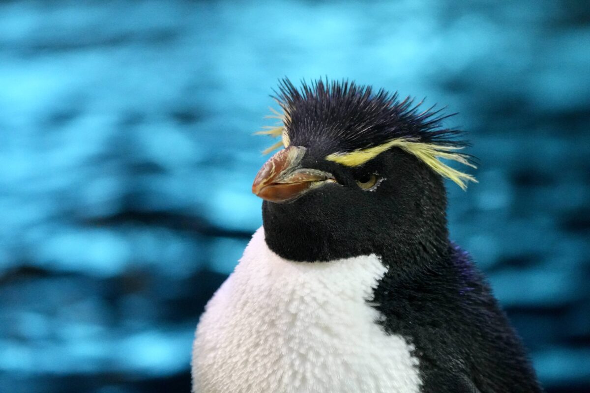 Detroit Zoo stays open through wildfire smoke: How it keeps animals, people safe