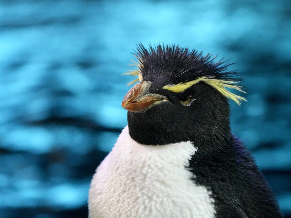 Detroit Zoo stays open through wildfire smoke: How it keeps animals, people safe