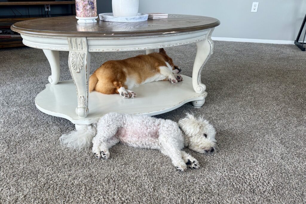 Riverfront Towers resident Erin McKaye’s dogs, Max and Poppy, rest in her living room during a heat wave.
