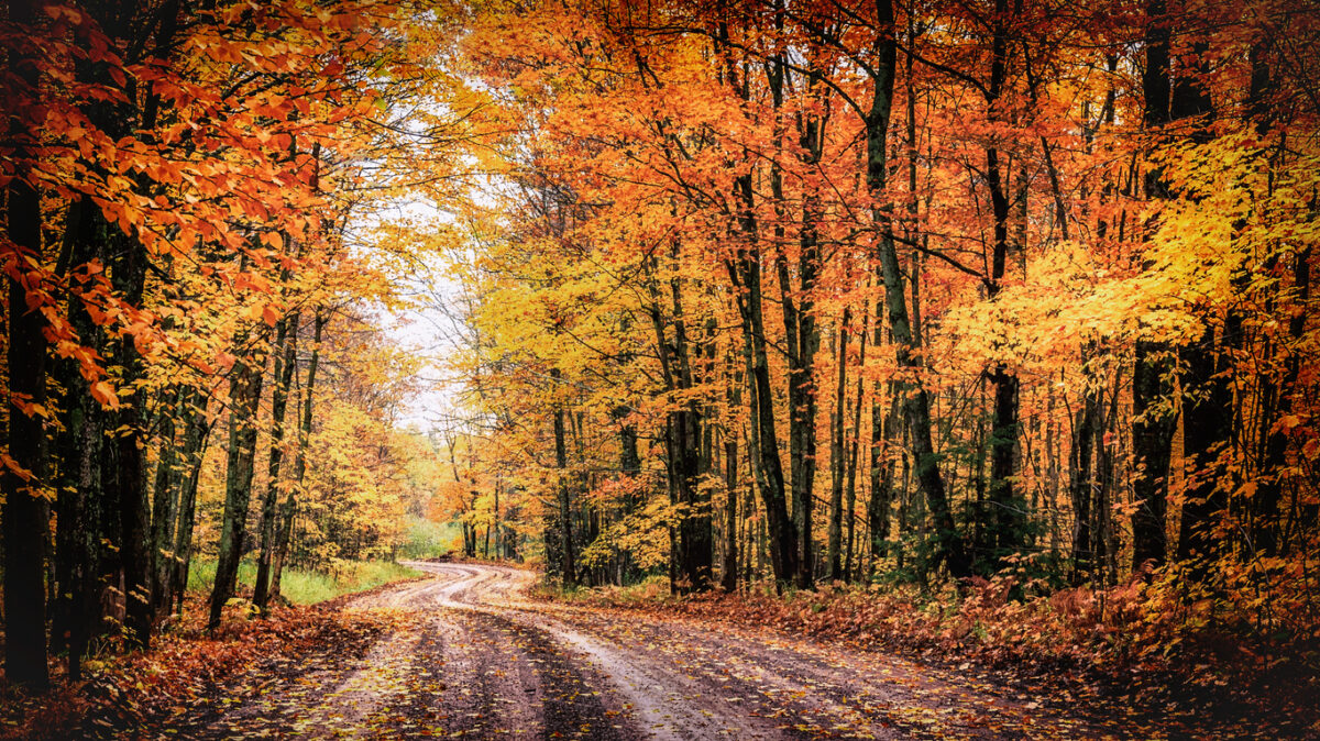 Michigan environmental news: Fall colors forecast, butterfly rescue success, summer COVID uptick