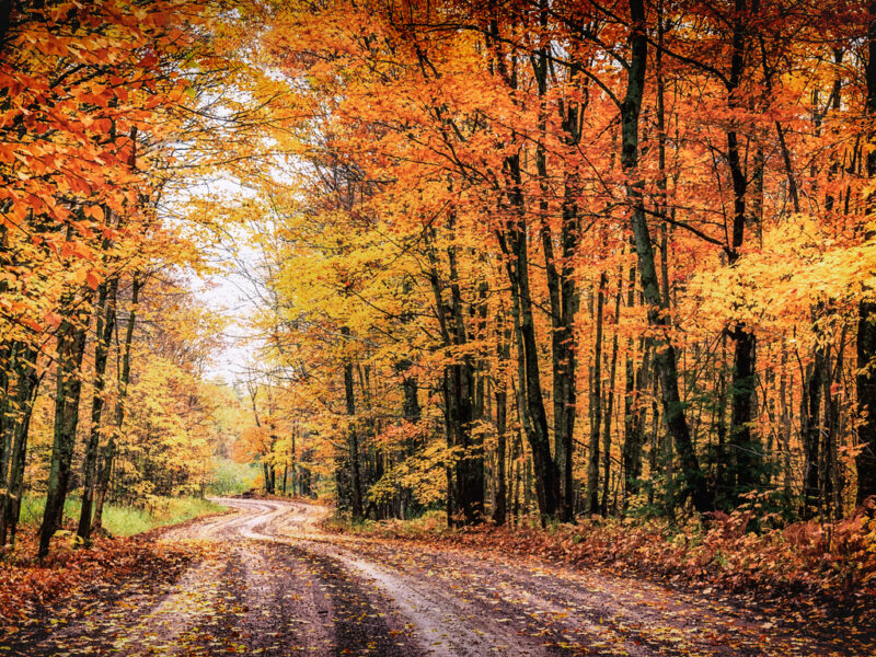 Michigan environmental news: Fall colors forecast, butterfly rescue success, summer COVID uptick