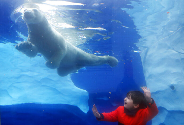 Detroit Zoo polar bear